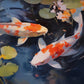 Asian Japanese Zen Tranquility Natural Aesthetics Koi Carp Art Poster Canvas Printing Living Room Bedroom Home Wall Decoration